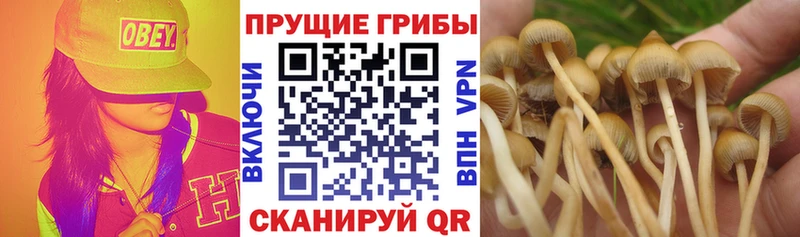 Галлюциногенные грибы MAGIC MUSHROOMS  Купить закладки  Воркута 